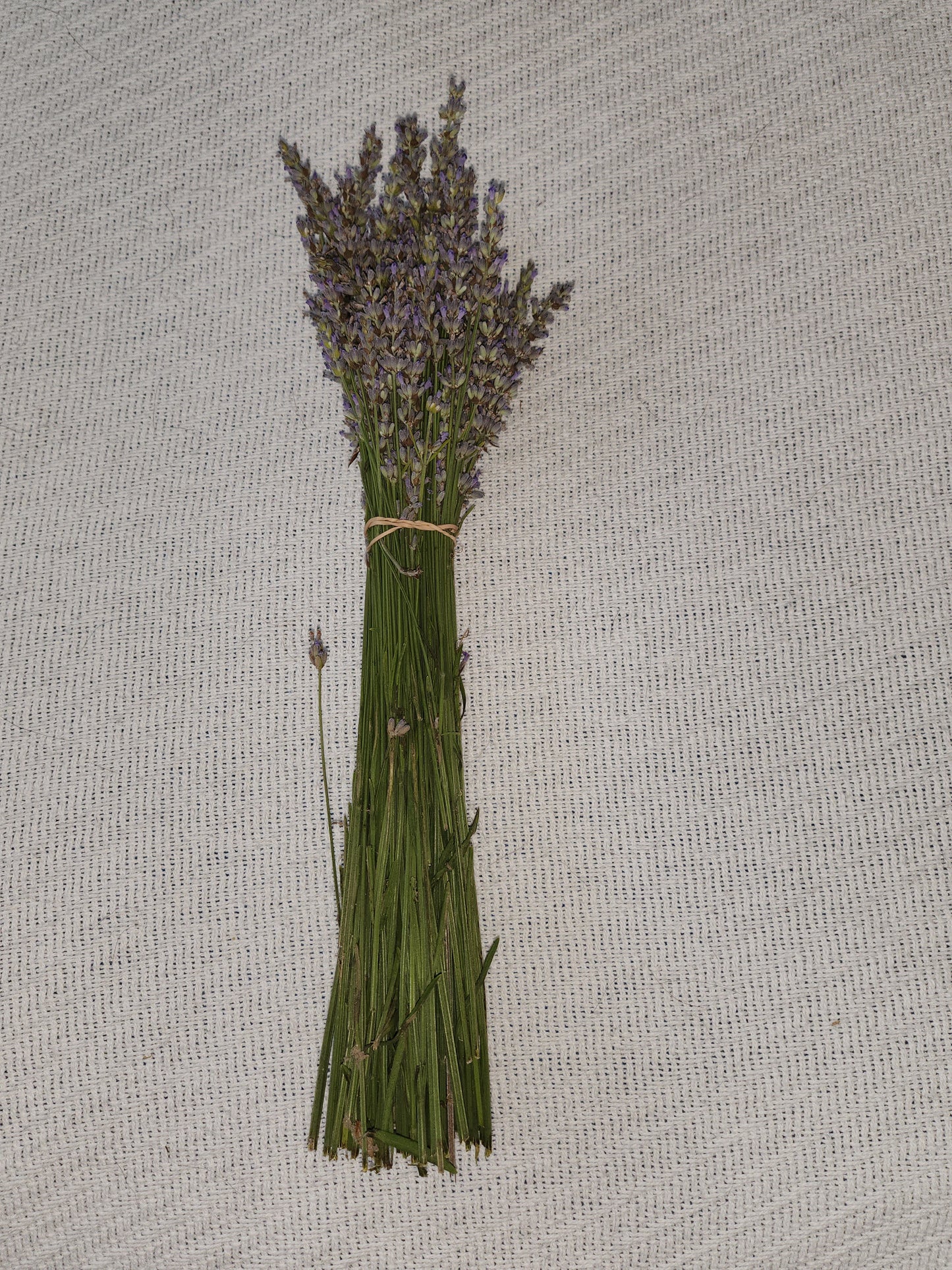 Fresh Cut Lavender, Small Bunch