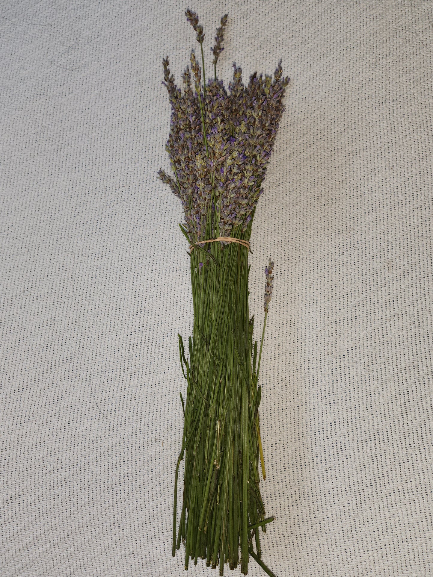 Fresh Cut Lavender, Large Bunch, 250+ stems