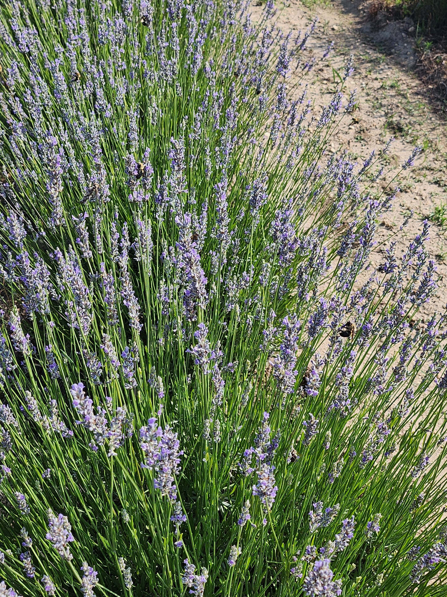 Fresh Cut Lavender, Small Bunch