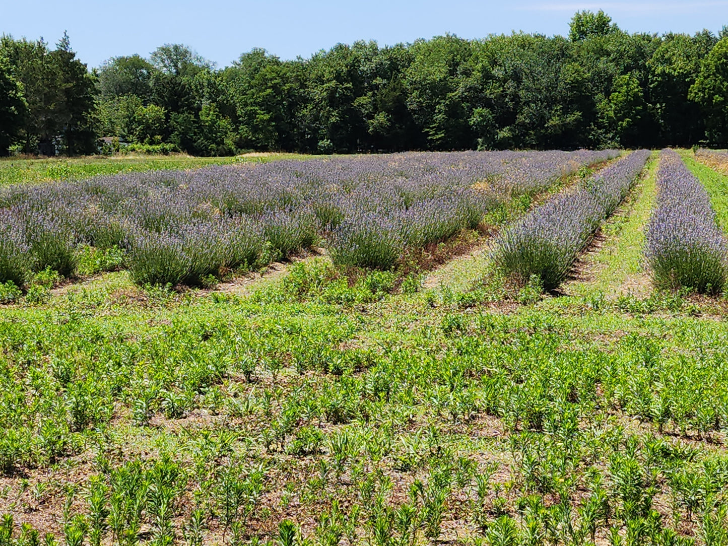 Fresh Cut Lavender, Large Bunch, 250+ stems